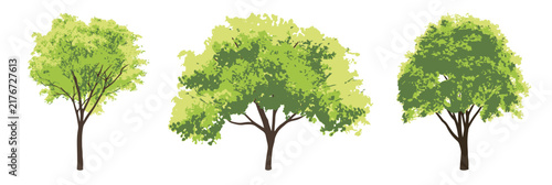 3 trees_1. Green deciduous tree stock vector illustration isolated on a white background. A wooden graphic element suitable for architectural drawings, landscape design, or natural environment graphic