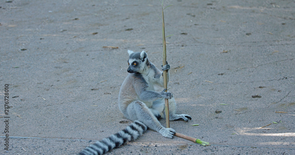 Obraz premium Ring-Tailed Lemur Sitting on Ground Holding a Bamboo Stick