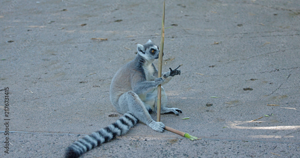 Obraz premium Ring-Tailed Lemur Sitting on Ground Holding a Bamboo Stick