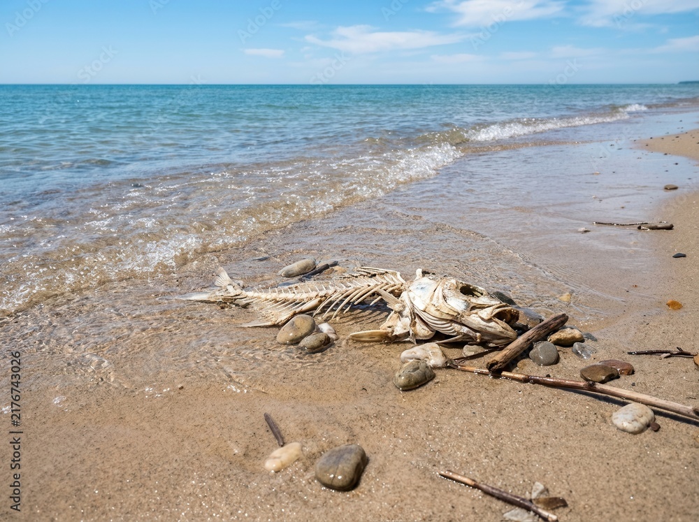 Obraz premium Fallen Fish Skeleton Washed Ashore Gentle Waves Kiss Sandy Beach