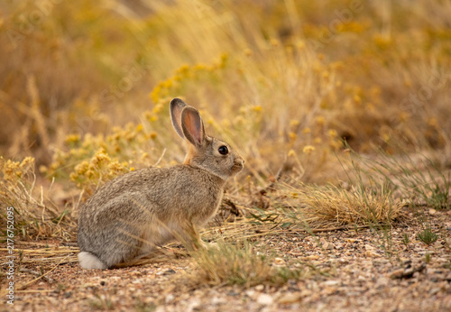 Mountain cottontail rabbit sitting in golden field during autumn