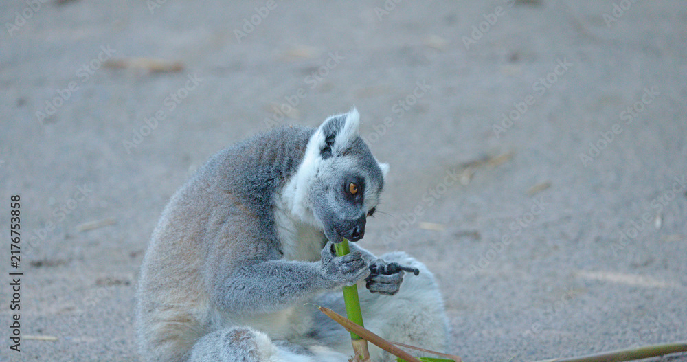 Obraz premium Ring-Tailed Lemur Sitting on Ground Eating a Green Bamboo Stalk