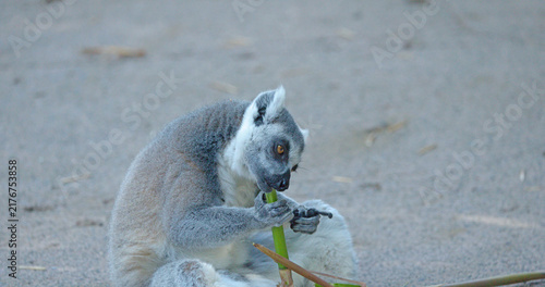 Cuadro en lienzo Ring-Tailed Lemur Sitting on Ground Eating a Green Bamboo Stalk