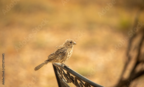 Female house finch profile perched on wrought iron chair outdoors