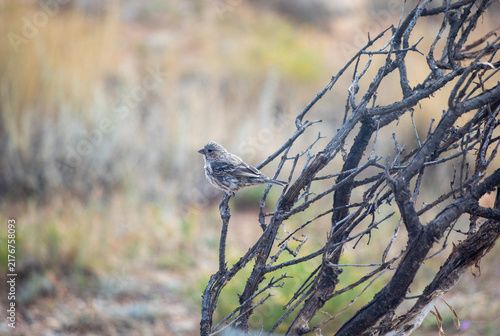 Female house finch perched on bare tree branch in natural desert habitat