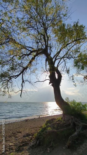 A tree by the lake at sunset, part 2