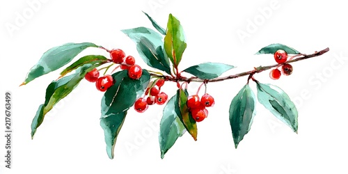 Watercolor illustration of red berries on a branch with green leaves