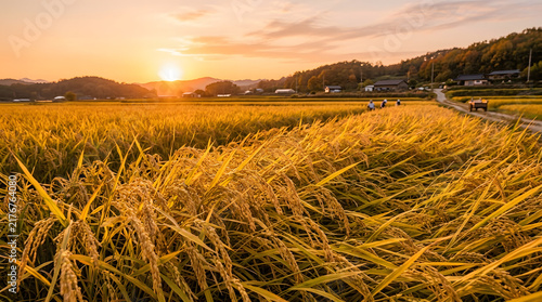Golden Rice Field Swaying in Warm Sunset Breeze Autumn Harvest Background