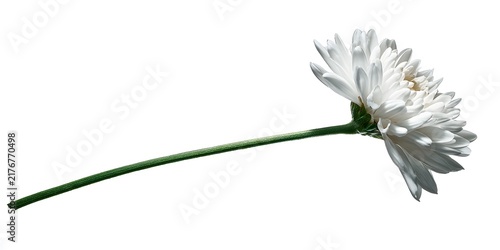 Single white chrysanthemum flower with a long green stem lies isolated on a plain white background.