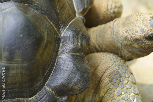 Картината върху платно The Sulcata tortoise is the largest tortoise species in Africa and the third-largest in the world, after the Galapagos tortoise and the Aldabra giant tortoise