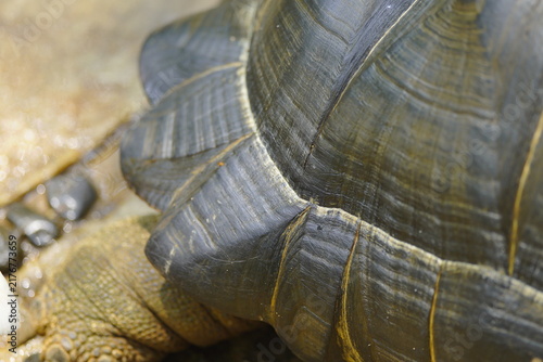 Принти на полотні The Sulcata tortoise is the largest tortoise species in Africa and the third-largest in the world, after the Galapagos tortoise and the Aldabra giant tortoise