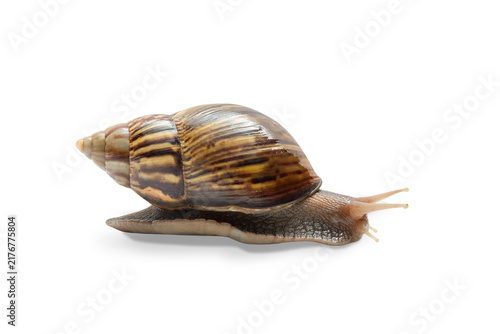 Obraz na płótnie Snail glides across surface in serene setting, PNG