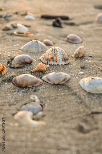 Fotografie Italy, Barletta, April 16, 2026, seashells on the beach in Barletta
