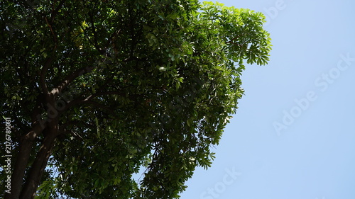 Shady tree