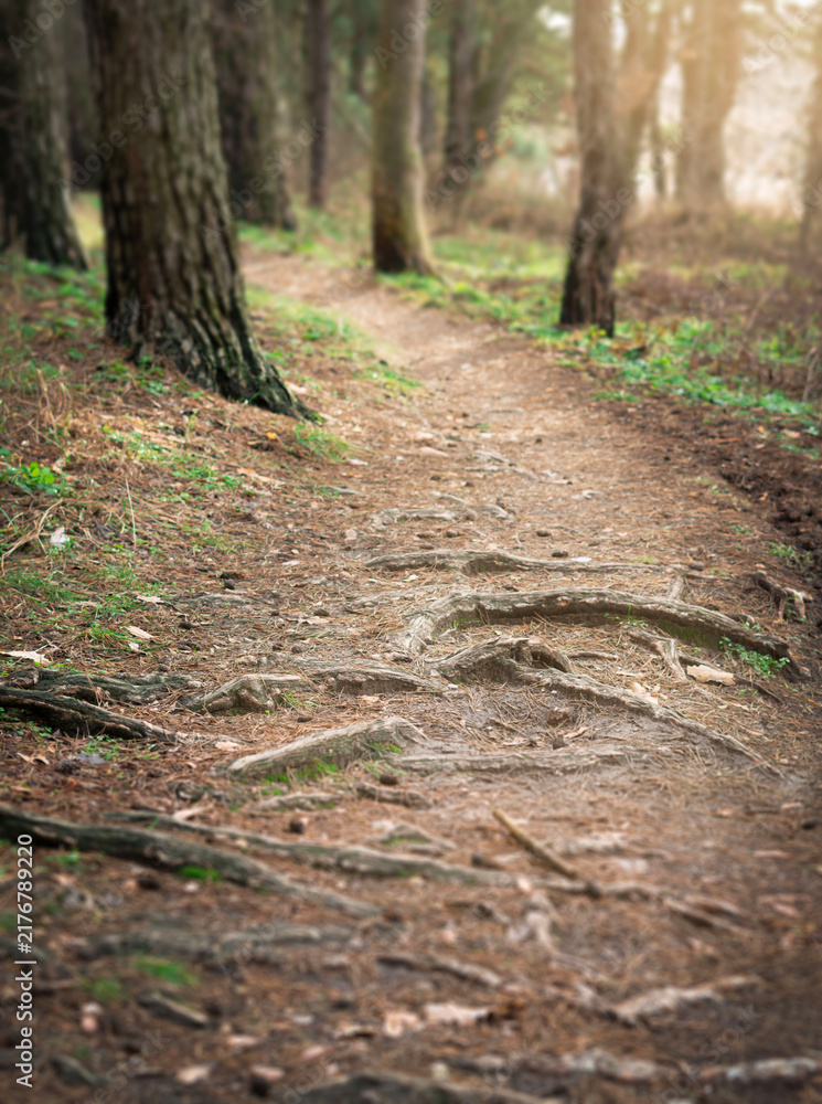 Obraz premium A road in a forest, forest background