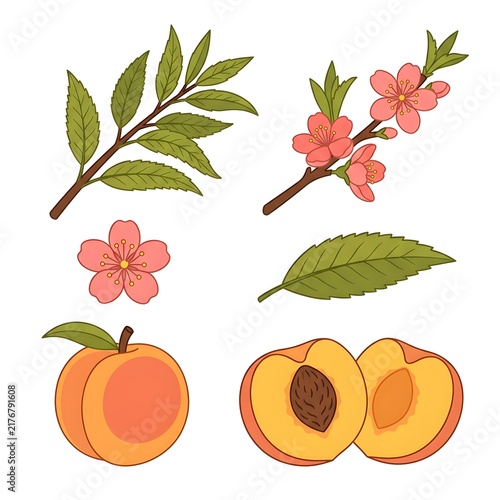 Peach botanical illustration with peach branches, leaves, whole peaches, and peach halves