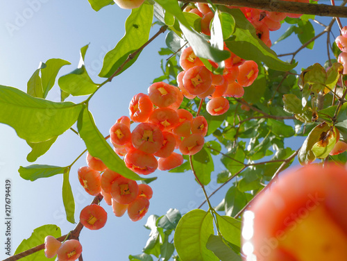 Jambu Air. Water apple or watery rose apple is a tropical fruit scientifically known as Syzygium aqueum. Widely cultivated in Indonesia, it has crisp, juicy flesh and a refreshing taste.