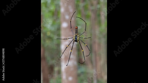 Golden orb web spider close up on a web
