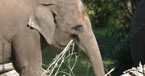 Obraz na plátně Close Up Profile of an Asian Elephant Eating Grass