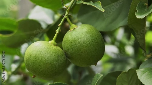 Close Up of Green Lime Fruits Growing on Tree