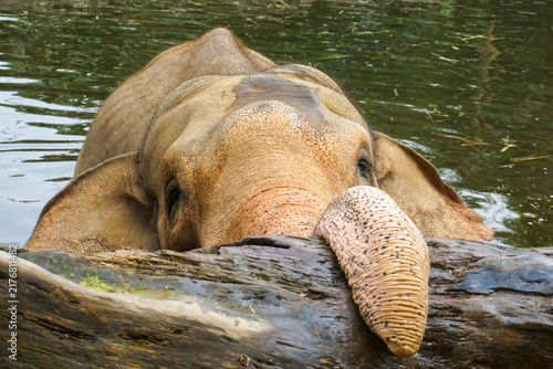 Fotografie Sumatran elephant bathing in water resting trunk on log at Taman Safari Indonesi
