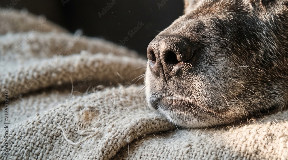Obraz premium Extreme close up of a senior dogs greying muzzle with scattered white hairs a dry cracked nose and bent whiskers on pilled wool in warm raking light, representing festive senior pet care concept