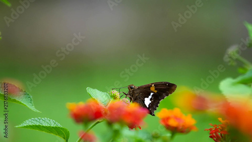 Foto Silver-spotted skipper nectaring on lantana blooms