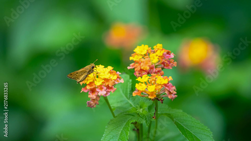Quadro su tela Skipper butterfly nectaring on lantana blooms