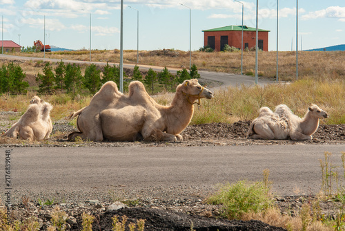 Bactrian camel standing in natural grassland