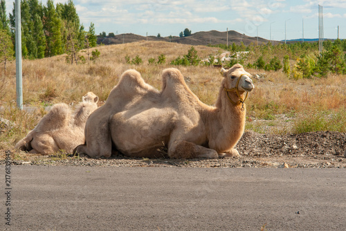 Bactrian camel standing in natural grassland