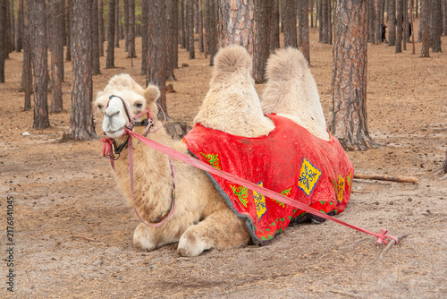 Bactrian camel standing in natural grassland