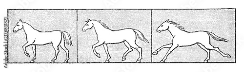Obraz na płótnie Horse gaits sequence: walk, trot, gallop, dynamic side-by-side locomotion study, old vintage illustration, 1897