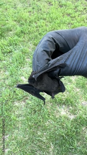 Hand in a black rubber glove holding a bat. Against a background of green grass. Vertical video.