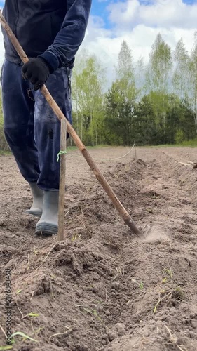 Man covering potatoes in a furrow with a hoe, planting potatoes, furrow aligned with a taut rope guideline, vertical video. Close-up.