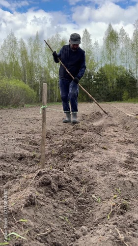 Man covering potatoes in a furrow with a hoe, planting potatoes, furrow aligned with a taut rope guideline, vertical video.