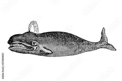 Cuadro en lienzo Sperm whale in profile with blowhole spout, detailed engraving, old vintage illustration, 1897