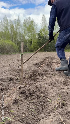 Man covering potatoes in a furrow with a hoe, planting potatoes, furrow aligned with a taut rope guideline, vertical video