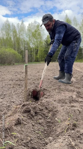 Man cutting furrows with a manual hiller, following a rope guideline, for planting potatoes, vertical video