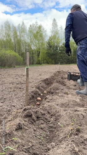 Man placing potatoes into furrows, planting potatoes, furrow aligned with a taut rope guideline, vertical video