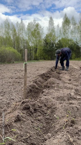 Man weeding furrows in a field, following a rope guideline, for planting potatoes, vertical video