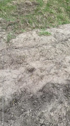 Planting potatoes, furrows visible in the field, furrow aligned with a taut rope guideline, vertical video