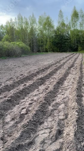 Planting potatoes, furrows visible in the field, vertical video