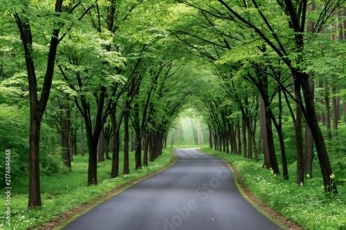 Forest road forming tunnel with sun rays
