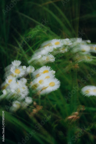 Картината върху платно White wildflowers swaying in green grass with motion blur effect