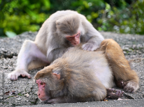 Fotografie macaque