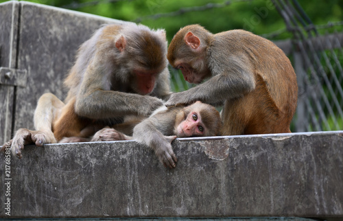 Konstfotografi mother and baby macaque
