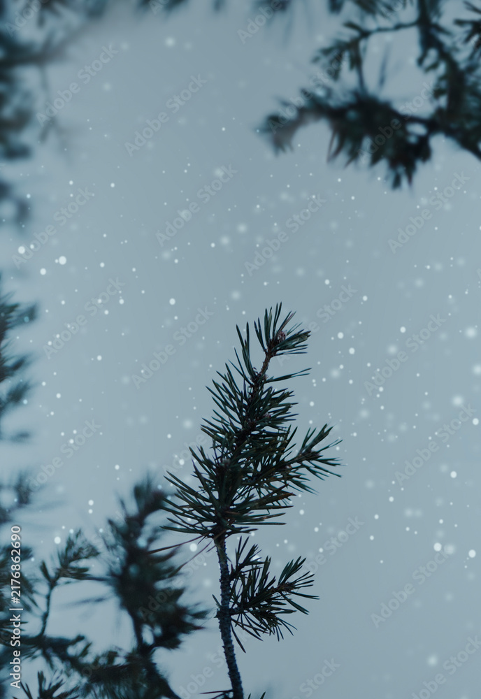 Naklejka premium Pine branches in a snowy day background
