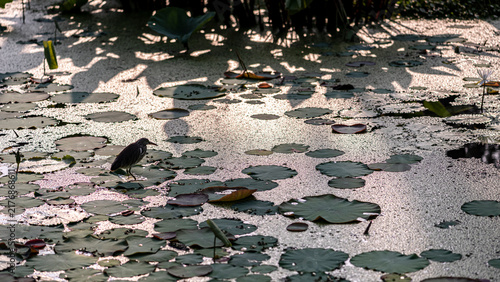 Принти на полотні Beautiful water lily pond in the summer