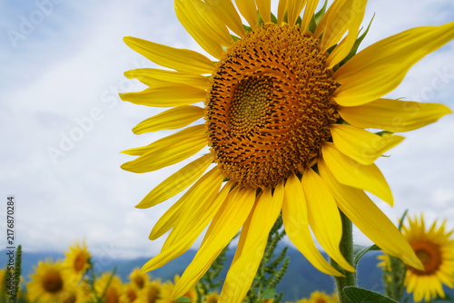 Close Up of Large Yellow Sunflower in Full Bloom