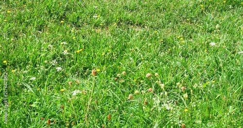 Meadow or pasture in spring